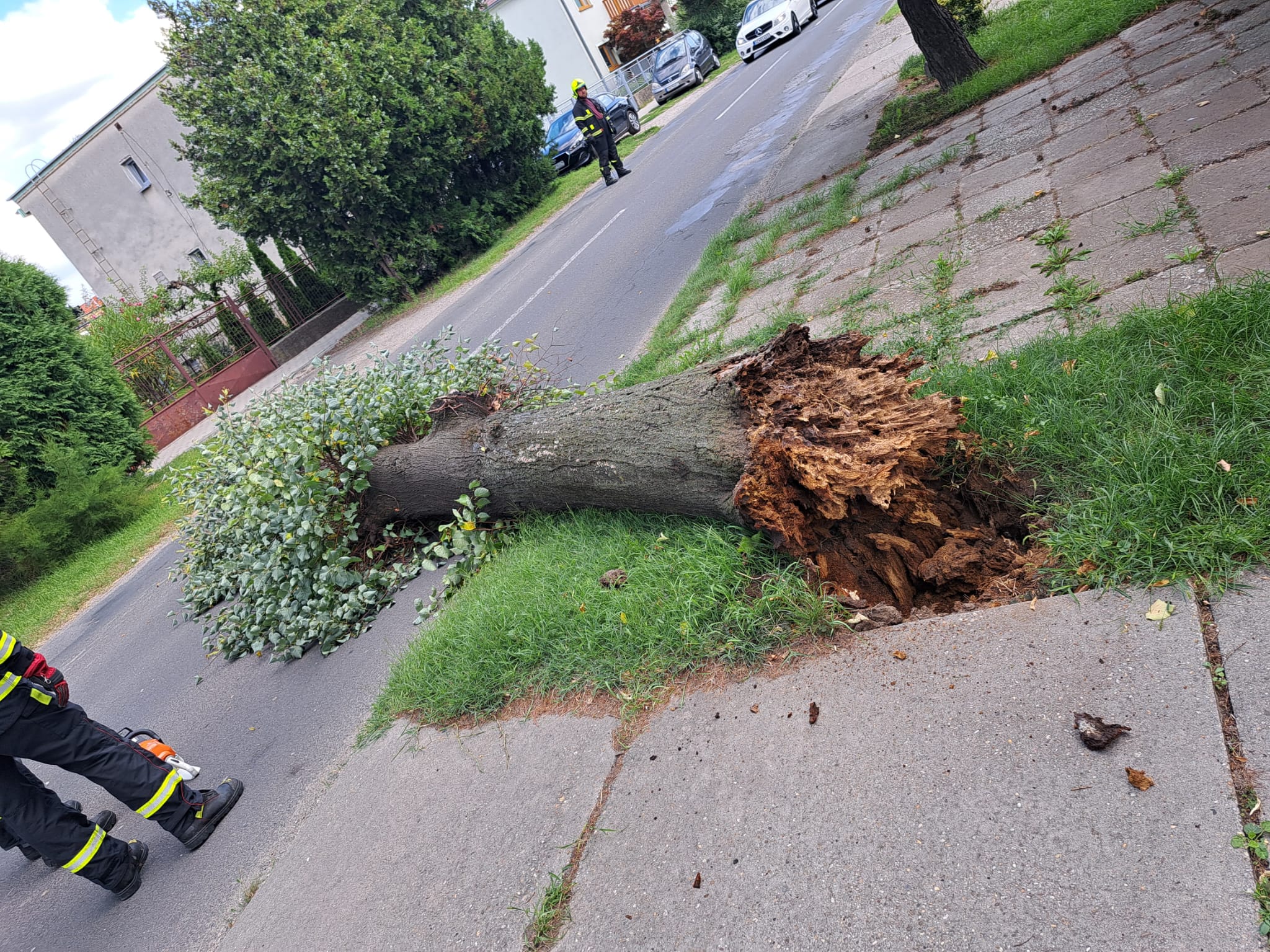 Odstránenie nebezpečného stromu na Záleskej ulici