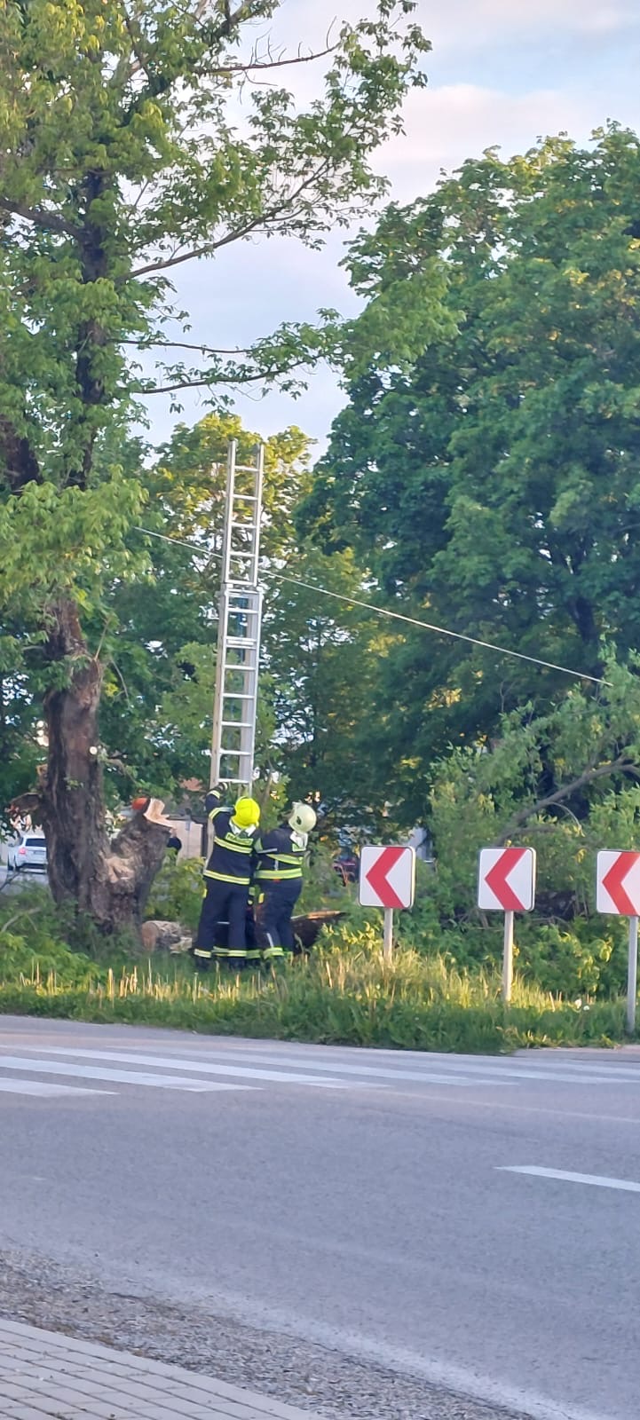 Odstránenie suchých a nebezpečných stromov